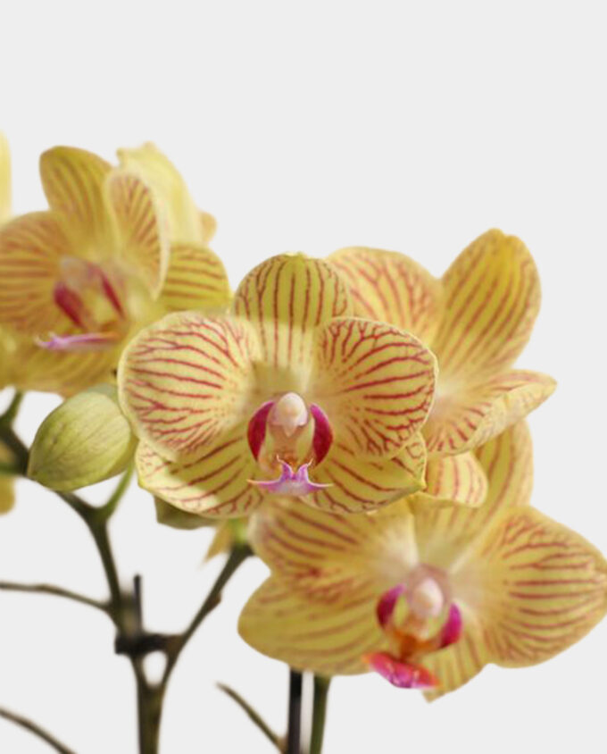 sunburst orchid bloom