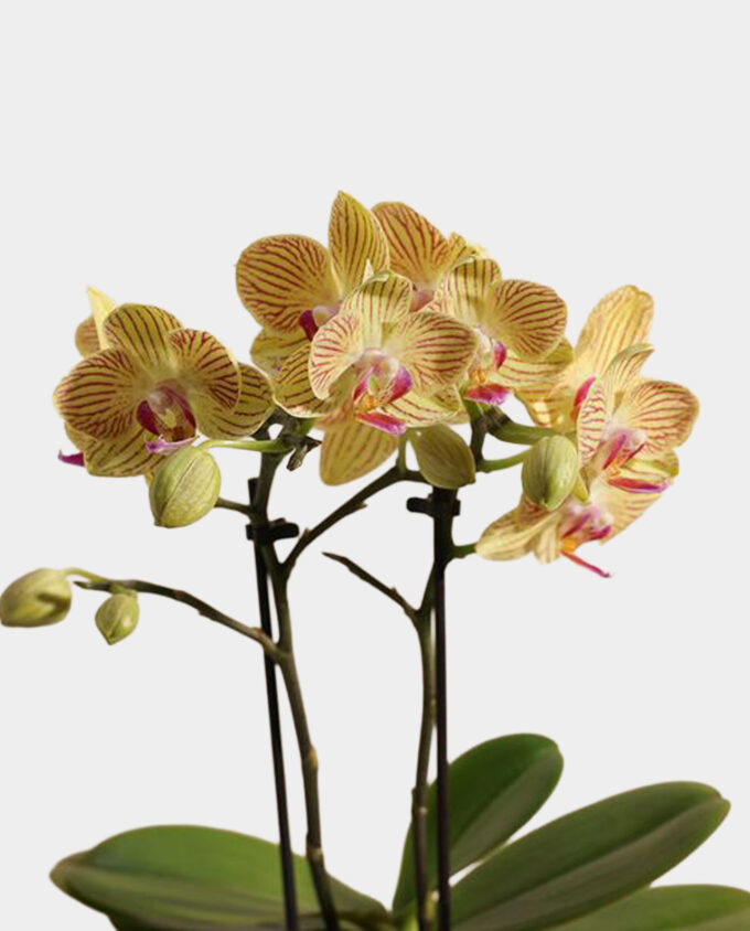 sunburst orchid bloom - Image 2
