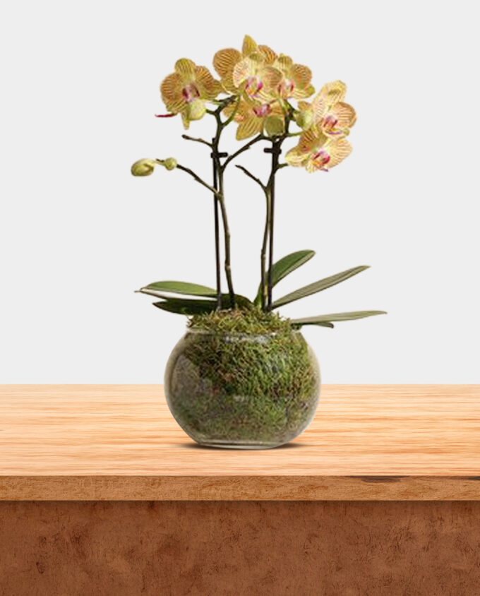 sunburst orchid bloom - Image 3