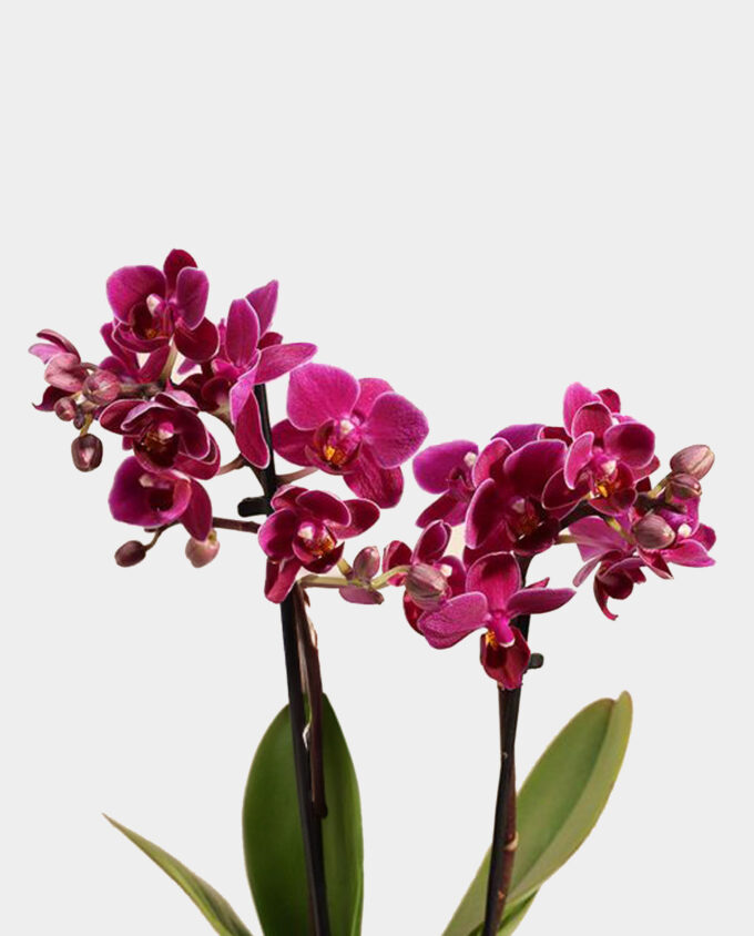 blue charm flower vase - Image 2