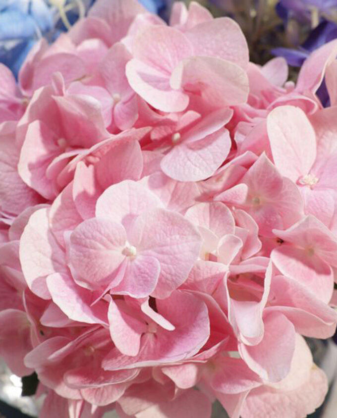 Prism Bloom Hydrangea Vase - Image 2