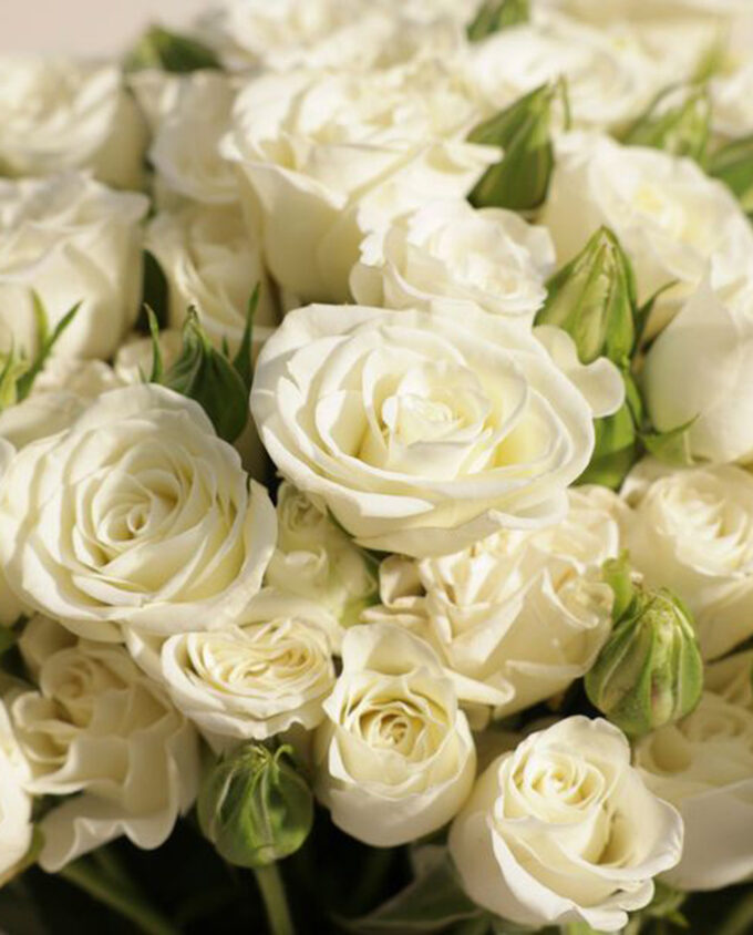white tulip bloom box