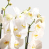 pure grace orchid vase