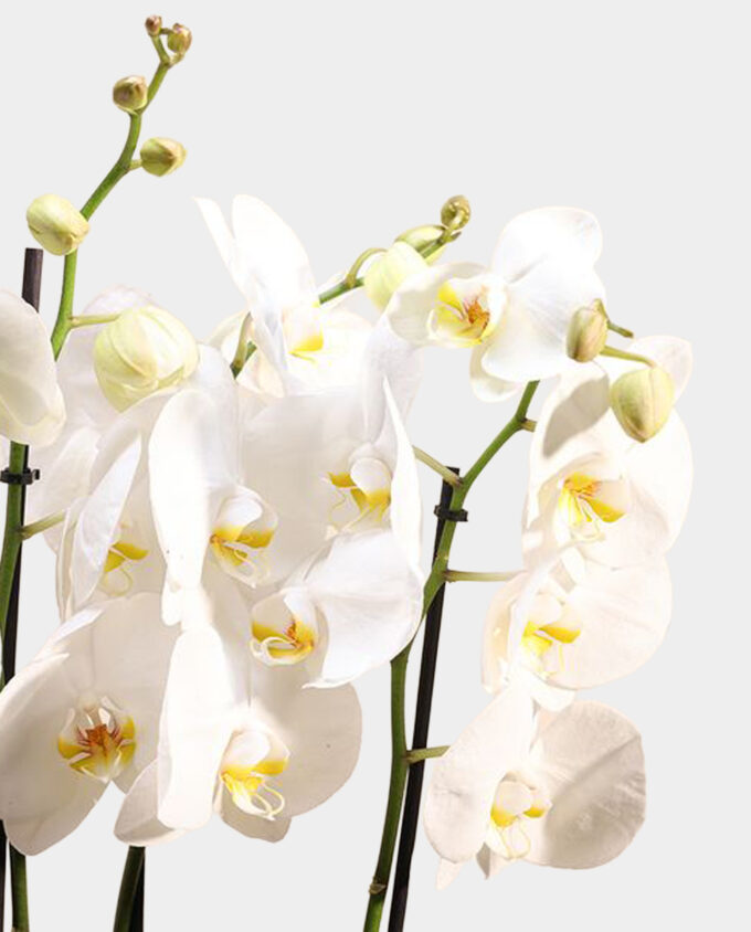 pure grace orchid vase