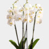 pure grace orchid vase - Image 2