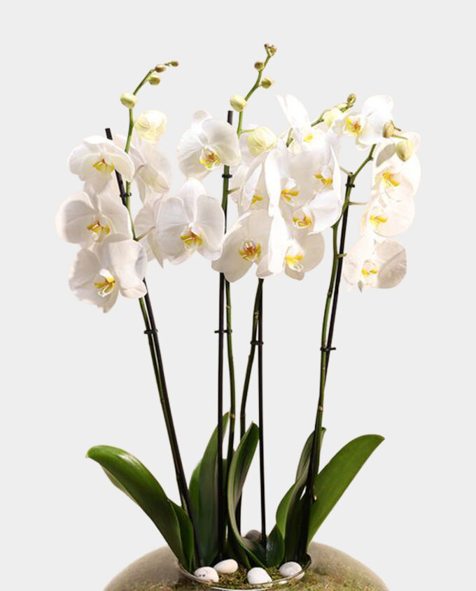 pure grace orchid vase - Image 2
