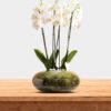 pure grace orchid vase - Image 3