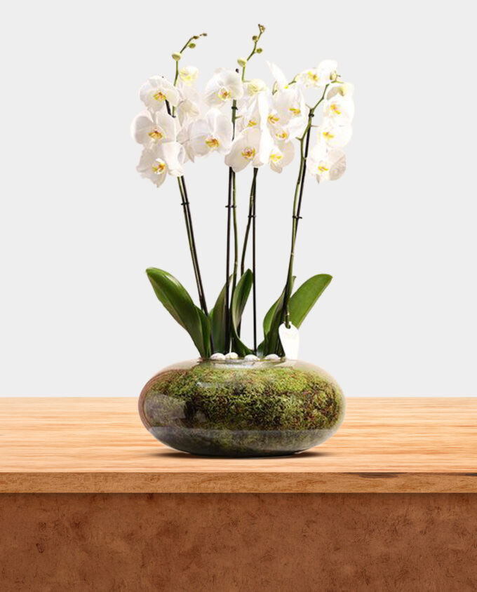 pure grace orchid vase - Image 3