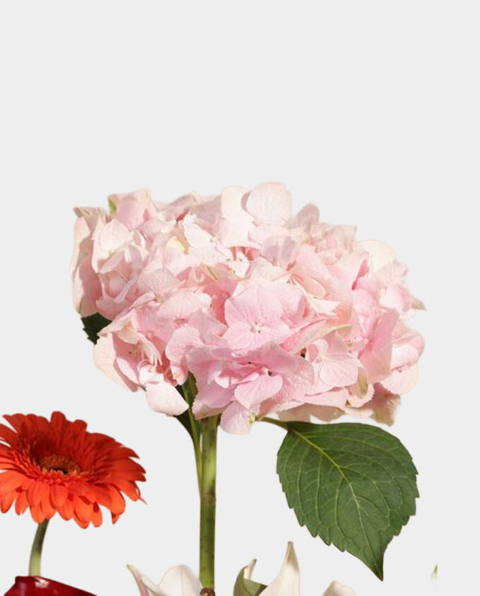 Radiant Harmony Bloom Box - Image 2