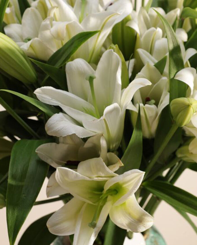 spathiphyllum bellini plant vase