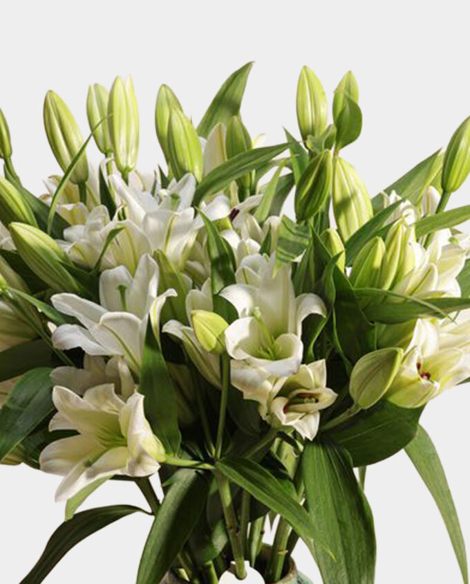 spathiphyllum bellini plant vase - Image 2