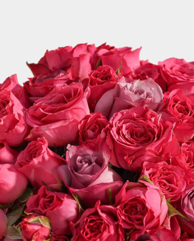 blushing pink rose delight - Image 2