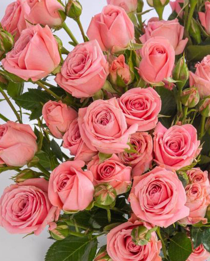 loving red carnations bouquet - Image 2