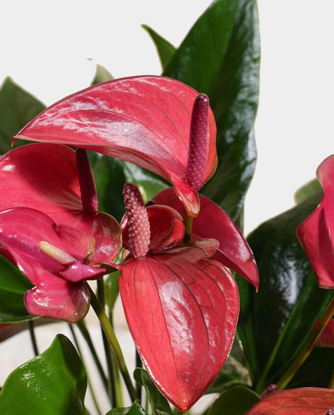 white ribbon orchid bloom - Image 2