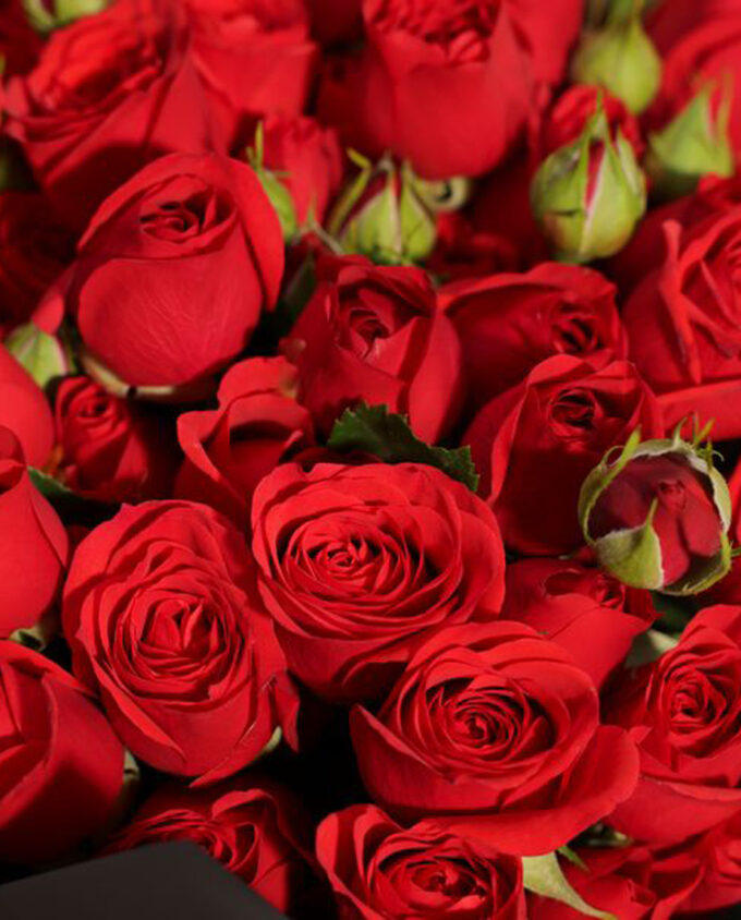 wild romance gift set