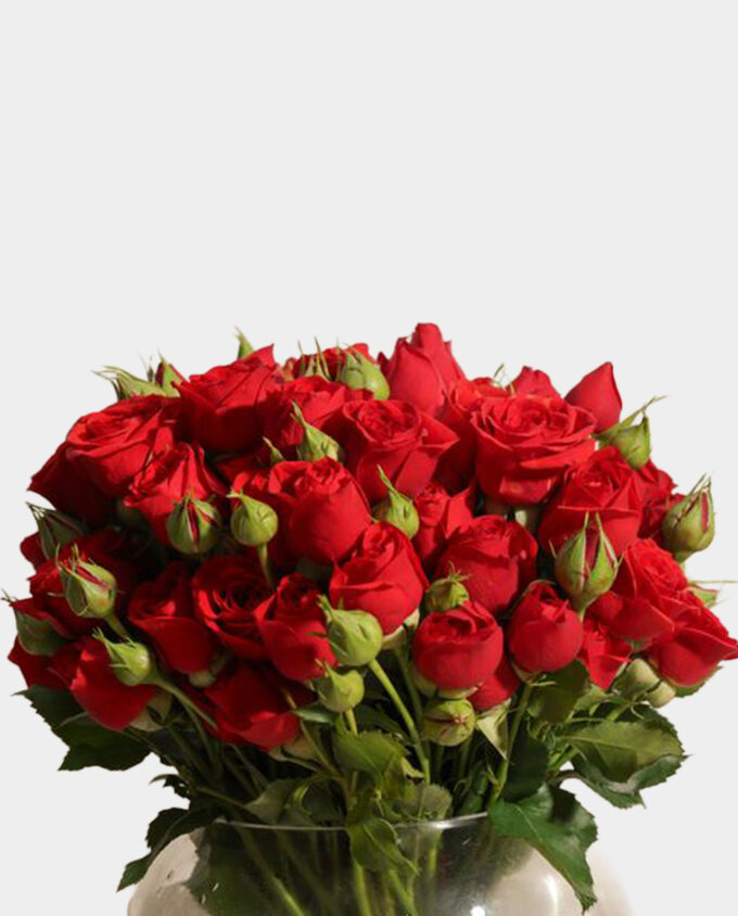 rosy whisper alstroemeria vase