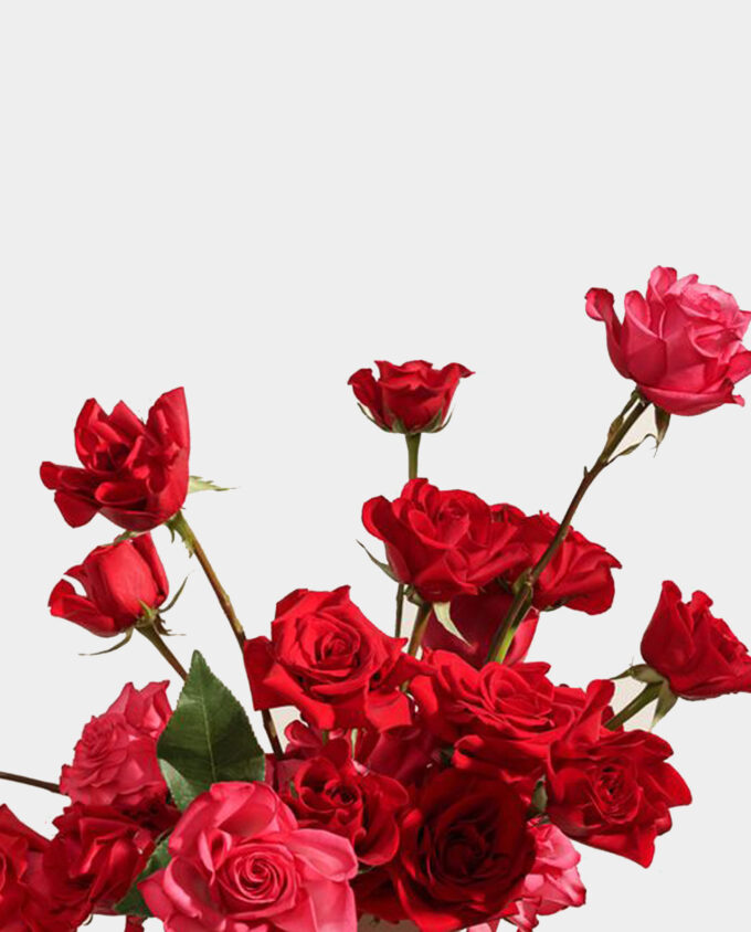 Scarlet Embrace Bloom Box - Image 3