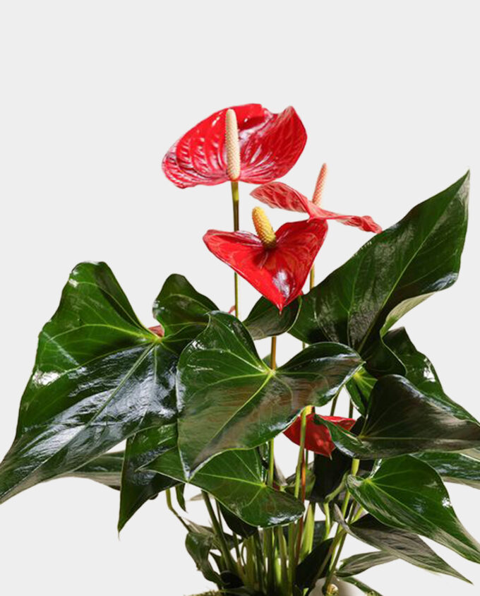 violet flame anthurium