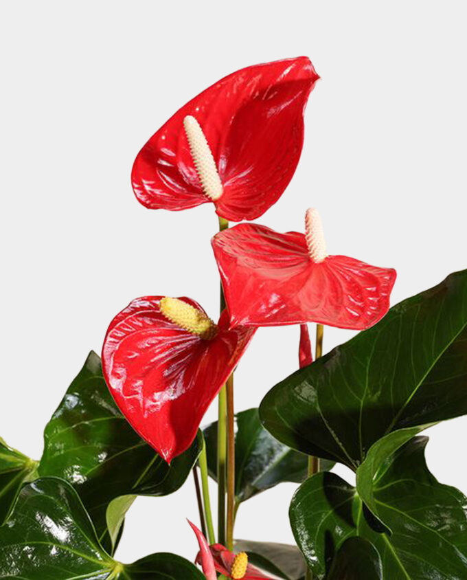 violet flame anthurium - Image 2