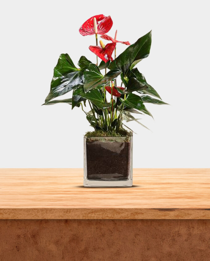 violet flame anthurium - Image 3