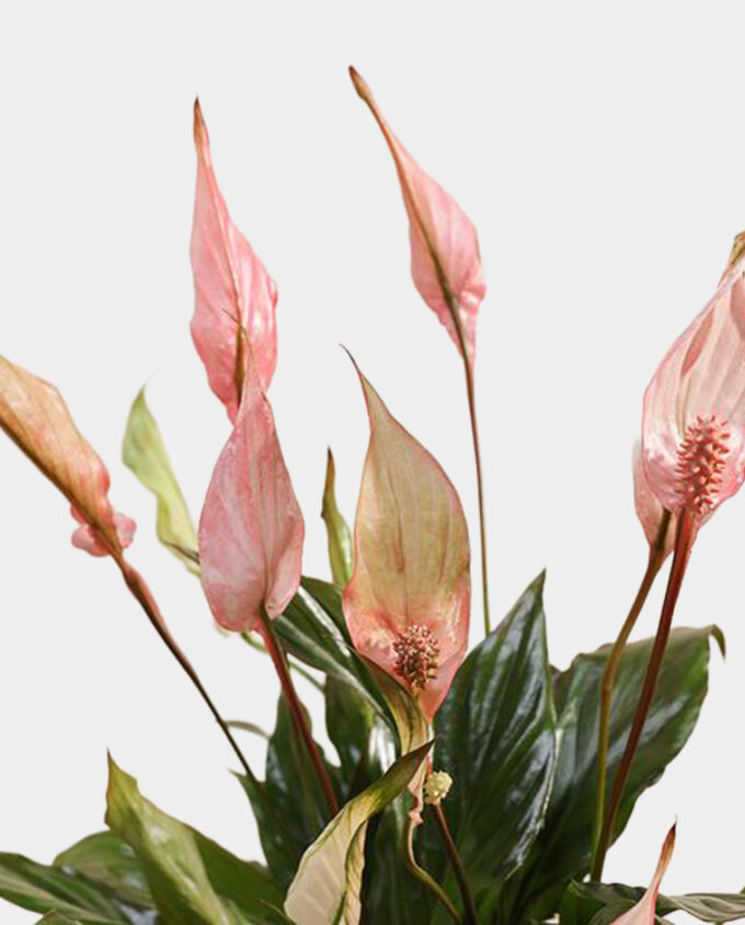 timeless bloom elegance