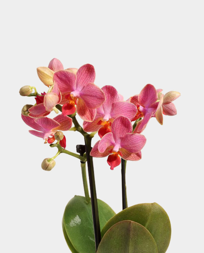 pink anthurium love vase