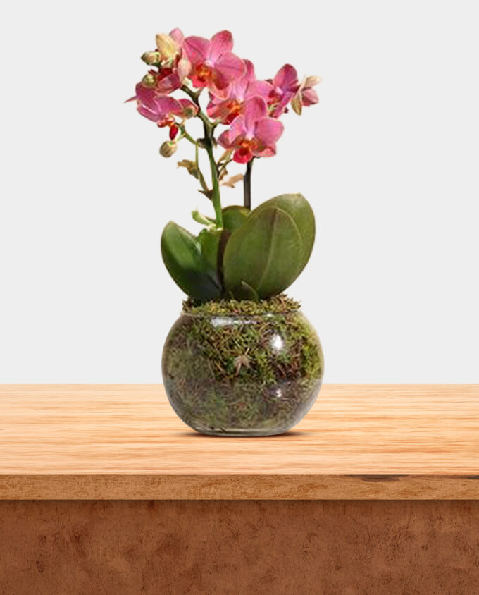 pink anthurium love vase - Image 2