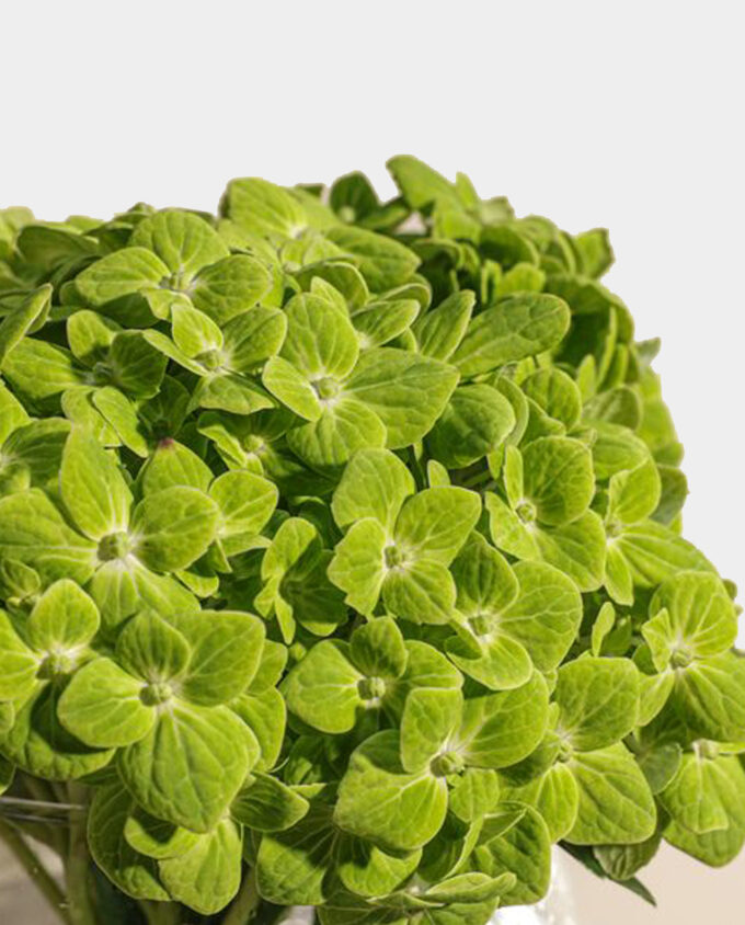 green serenity hydrangea vase - Image 2