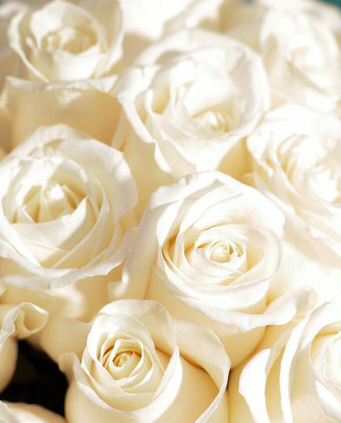 golden glow rose vase