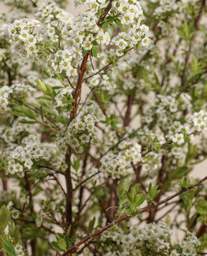 white lilyum grandeur vase