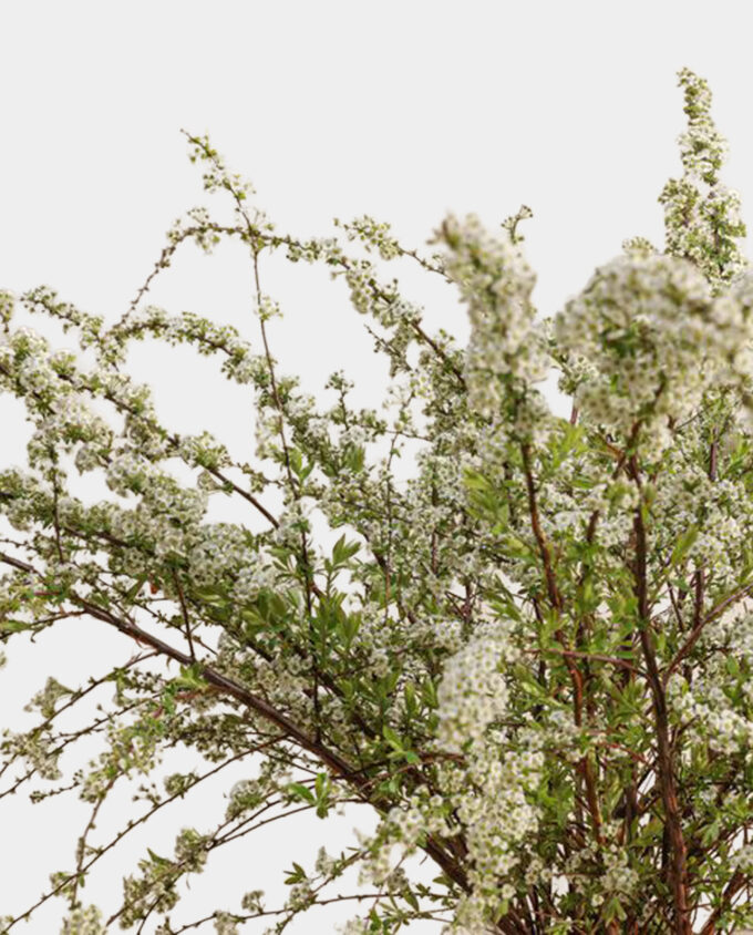 white lilyum grandeur vase - Image 2