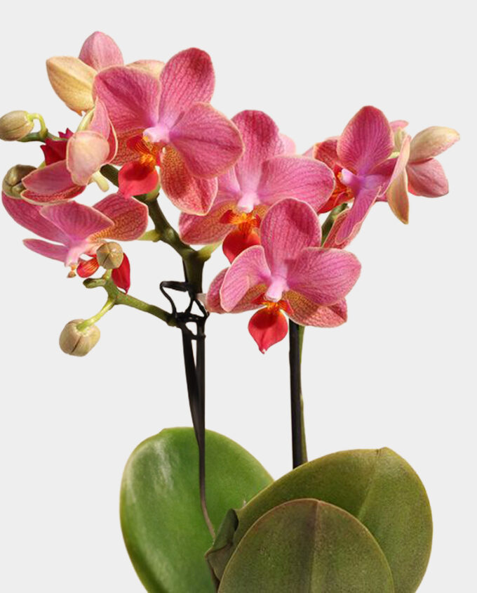 twin pink anthurium grace