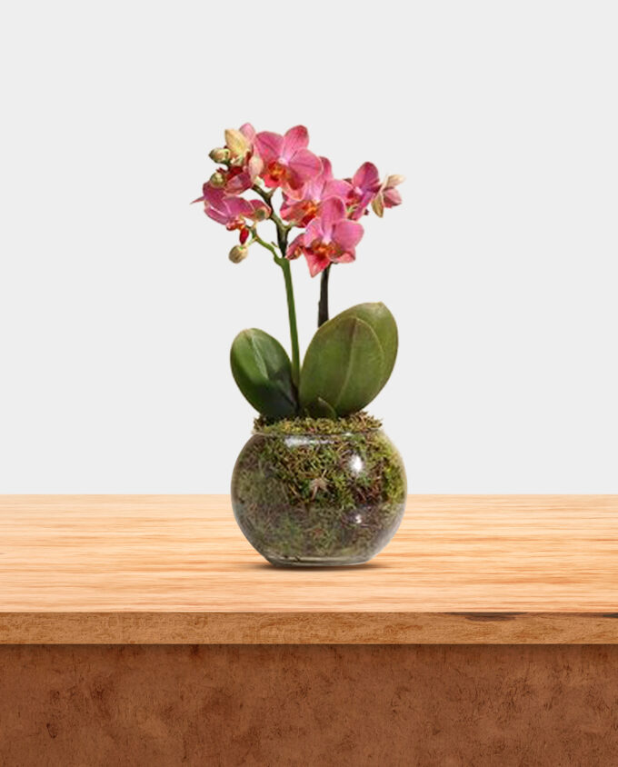 twin pink anthurium grace - Image 2