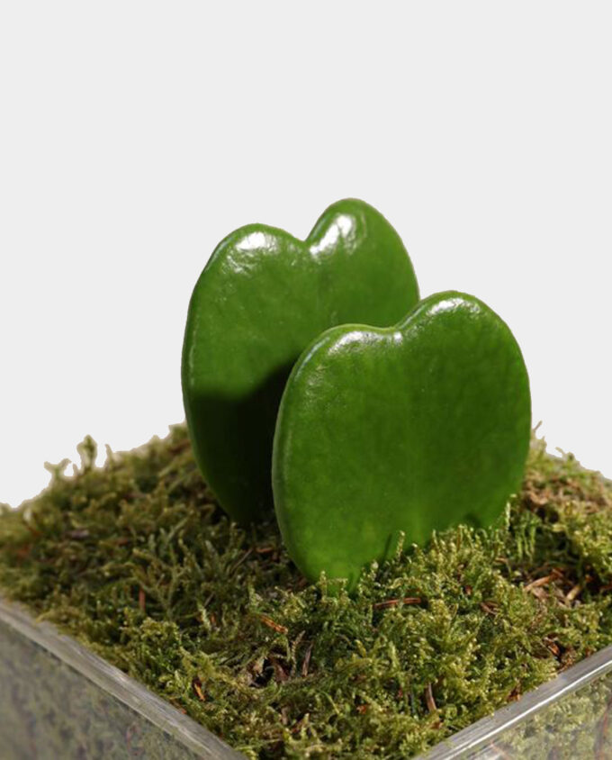 sweetheart charm plant