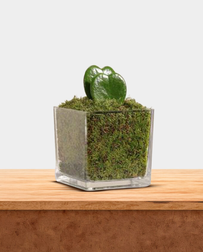 sweetheart charm plant - Image 2