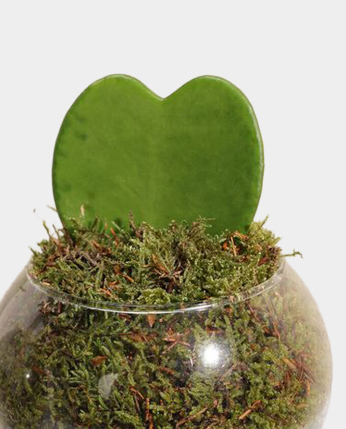 tropical elegance anthurium vase