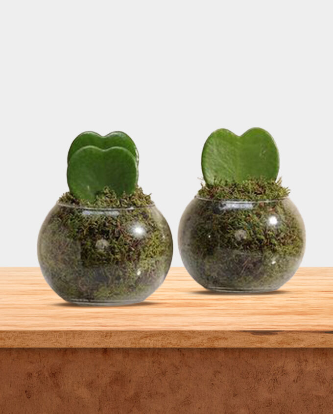 tropical elegance anthurium vase - Image 2