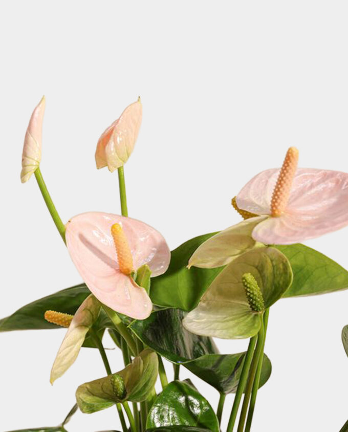 petals of pink vase
