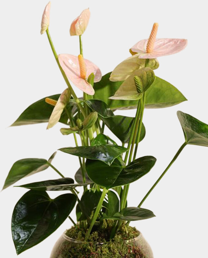 petals of pink vase - Image 2