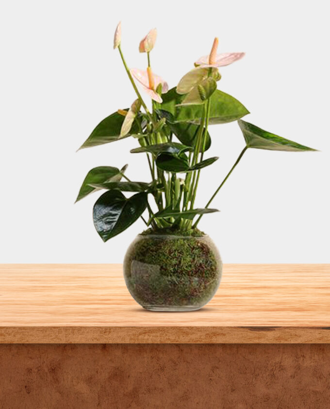 petals of pink vase - Image 3