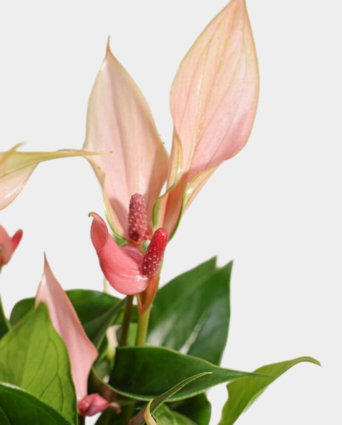 dimlaj elegance & blooms