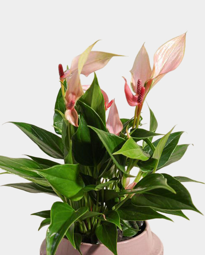 dimlaj elegance & blooms - Image 2