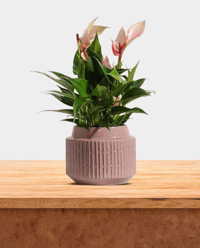 dimlaj elegance & blooms - Image 3