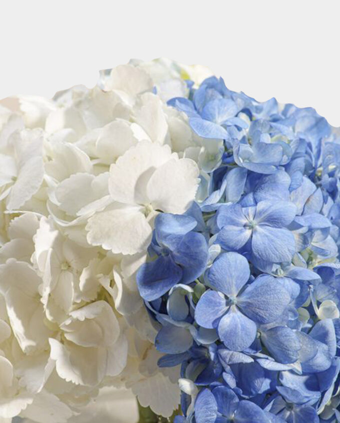 Tranquil Bloom Hydrangea Vase - Image 2