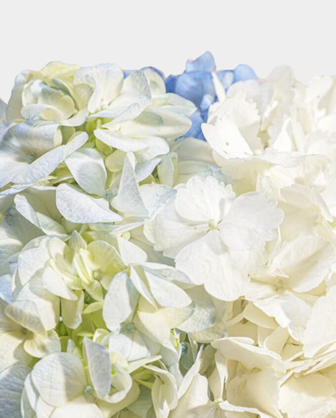 Tranquil Bloom Hydrangea Vase - Image 3
