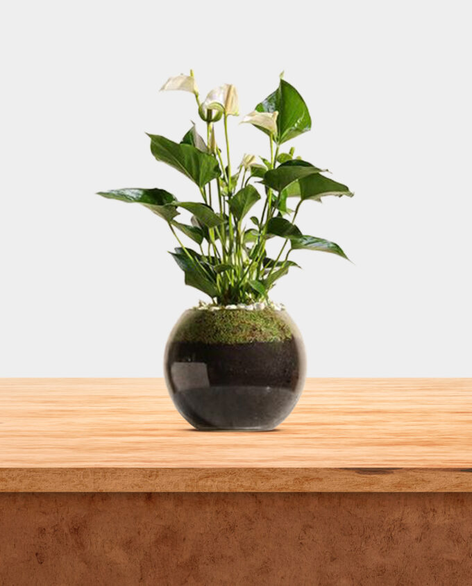 green haven succulent ficus - Image 3