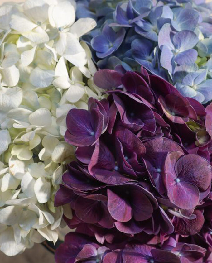 Twilight Bloom Hydrangea Vase - Image 3
