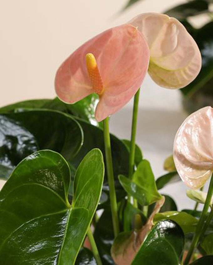 orchid essence flora
