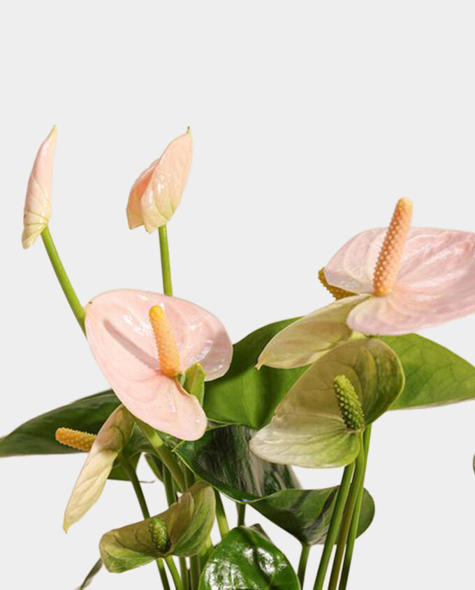 orchid essence flora - Image 2