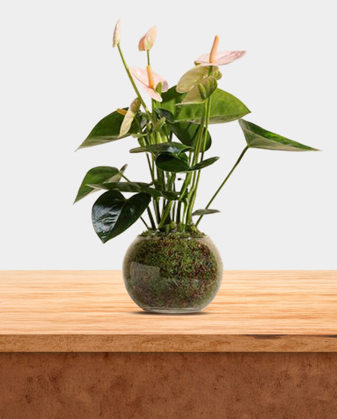 orchid essence flora - Image 3
